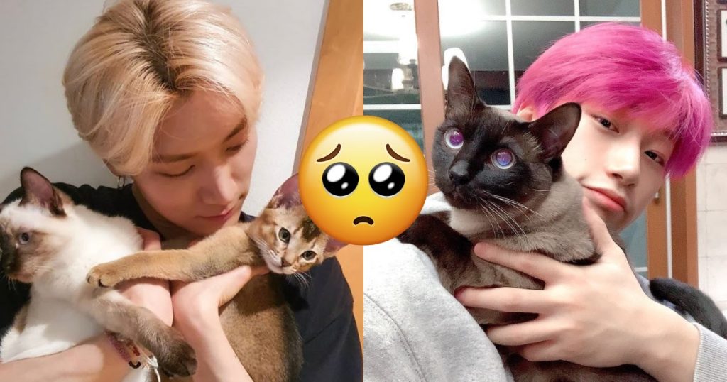 Joyeuse Journée internationale du chat – Voici plus de 10 des plus belles familles de chats et d’idoles de la K-Pop.